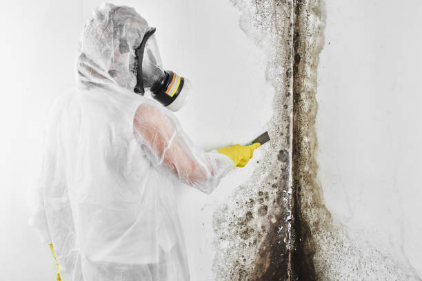 Why You Should Choose Our Mold Remediation Services in Gold Key Lake, PA